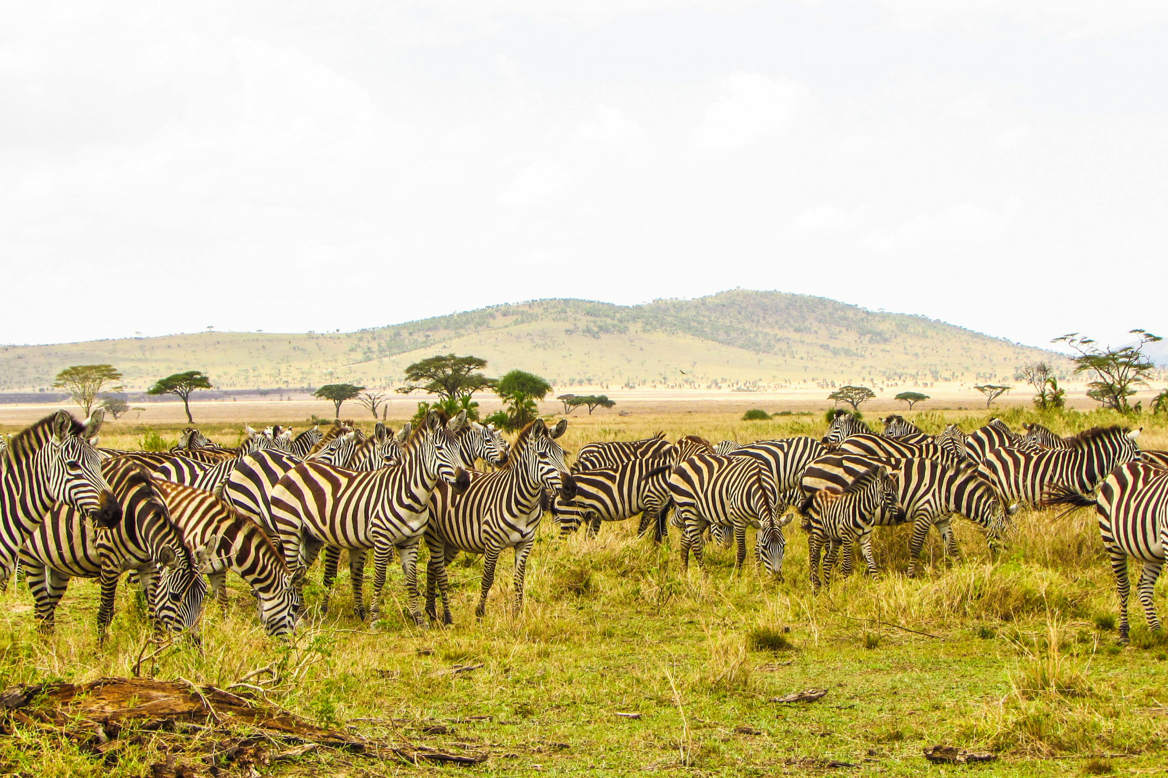 minneriya national park (2).webp